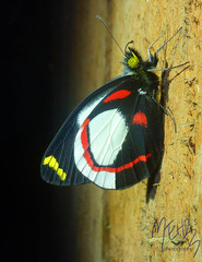 Delias ligata dealbata