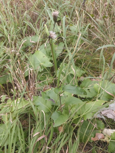 Saussurea controversa, photograph 1