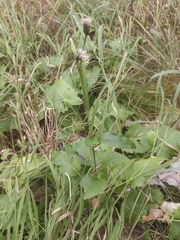 Saussurea controversa