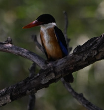 Black-capped Kingfisher