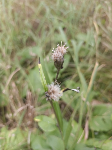 Saussurea controversa, photograph 2