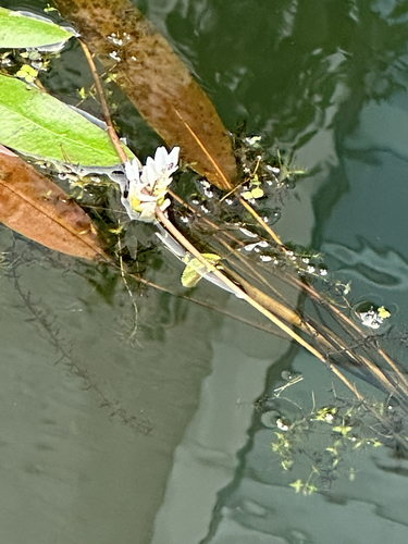 Aponogeton distachyos, photograph 3