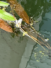 Aponogeton distachyos, photograph (c) Tommy Sandri, some rights reserved (CC BY)