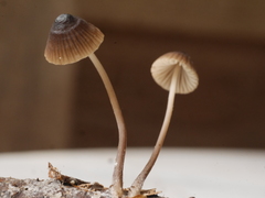 Mycena albidofusca