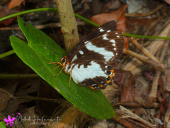 Praetaxila huntei