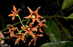 Cola nitida