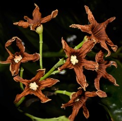 Cola nitida