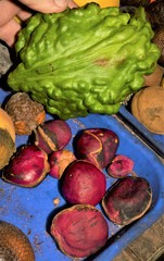 Cola nitida