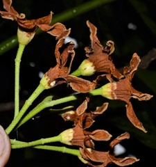 Cola nitida