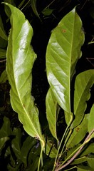 Cola nitida