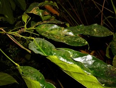 Cola nitida