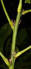 Cola nitida