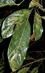 Cola nitida