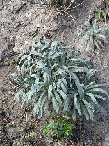 Matthiola incana, photograph 3