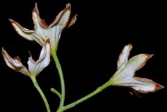 Cola nitida