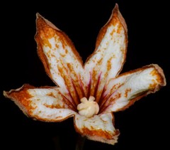 Cola nitida