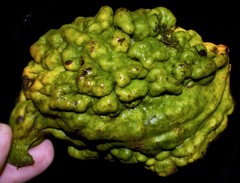 Cola nitida