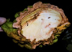 Cola nitida