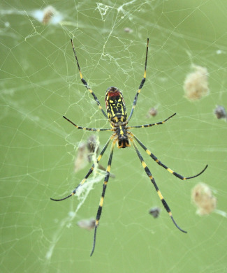 Joro Spider