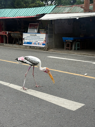 Painted Stork