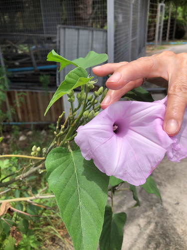 Bush Morning Glory