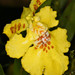 Erycina crista-galli - Photo (c) Peter Hollinger, algunos derechos reservados (CC BY-NC), subido por Peter Hollinger