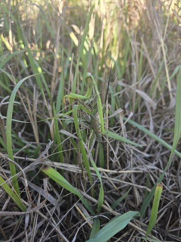 European Mantis