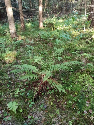 Common Lady Fern