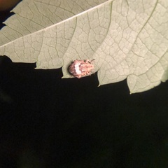 Pseudocneorhinus obesus