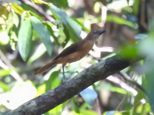 Pseudorectes ferrugineus observed 2026-09-03