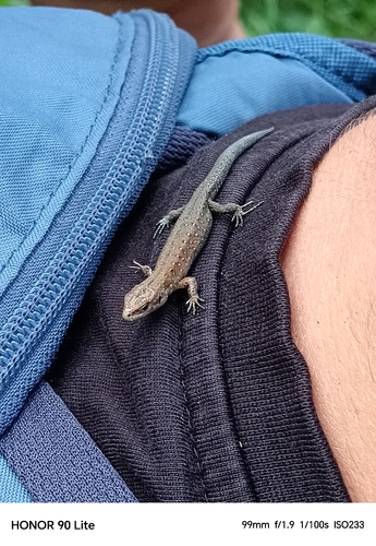 Viviparous Lizard
