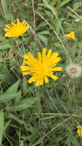 Hieracium lachenalii