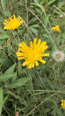 Hieracium lachenalii