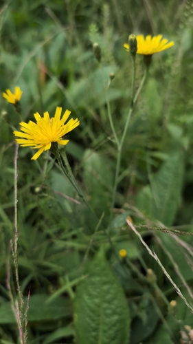 Hieracium lachenalii, photograph 2
