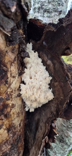 Coral tooth fungus
