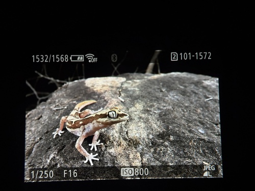 Box-patterned Ground Gecko