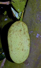Artocarpus integer