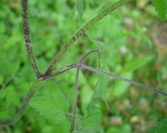 Chaerophyllum temulum