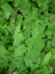 Chaerophyllum temulum