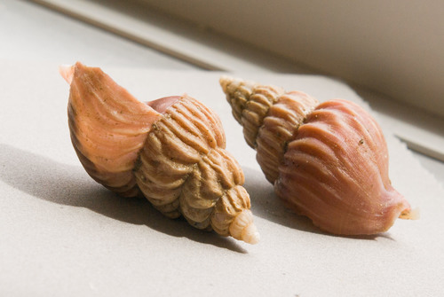 Buccinum scalariforme, 2007-06-04