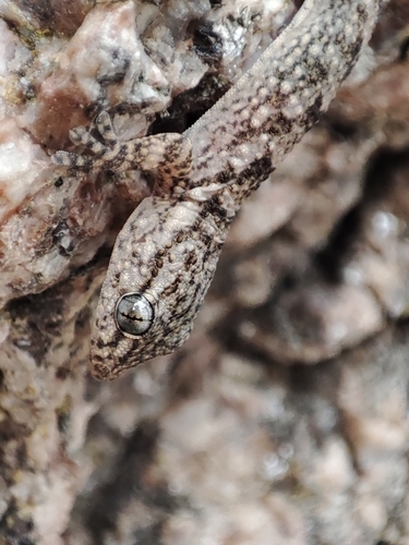 Moorish Gecko