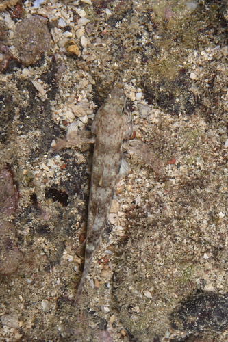 Ornate Sandgoby