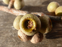 Eucalyptus ligustrina