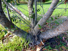 Eucalyptus ligustrina
