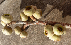 Eucalyptus ligustrina