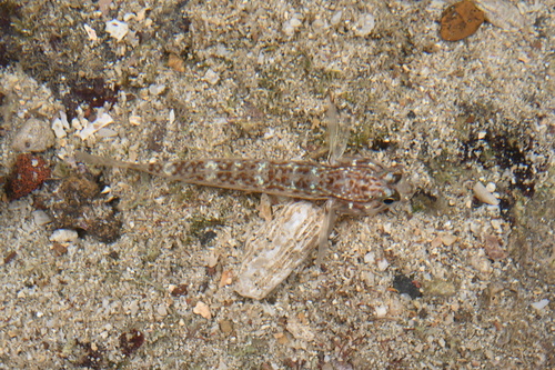 Campbell's Sandgoby
