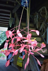 Amherstia nobilis