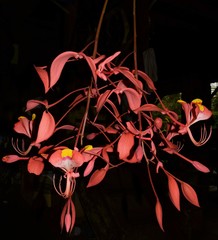 Amherstia nobilis