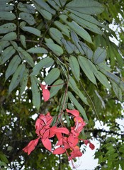 Amherstia nobilis
