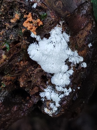 Common Coral Slime